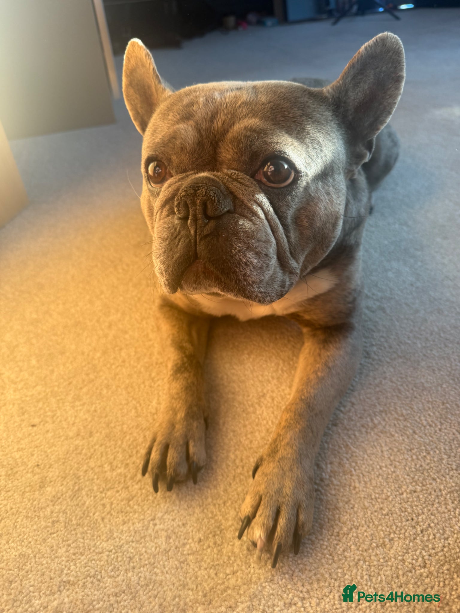 French Bulldog dogs French bulldog  - Advert 1