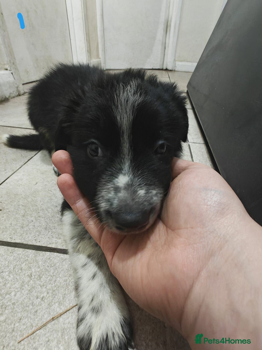 Border Collie dogs for sale: Border collie puppies for sale - Image 6
