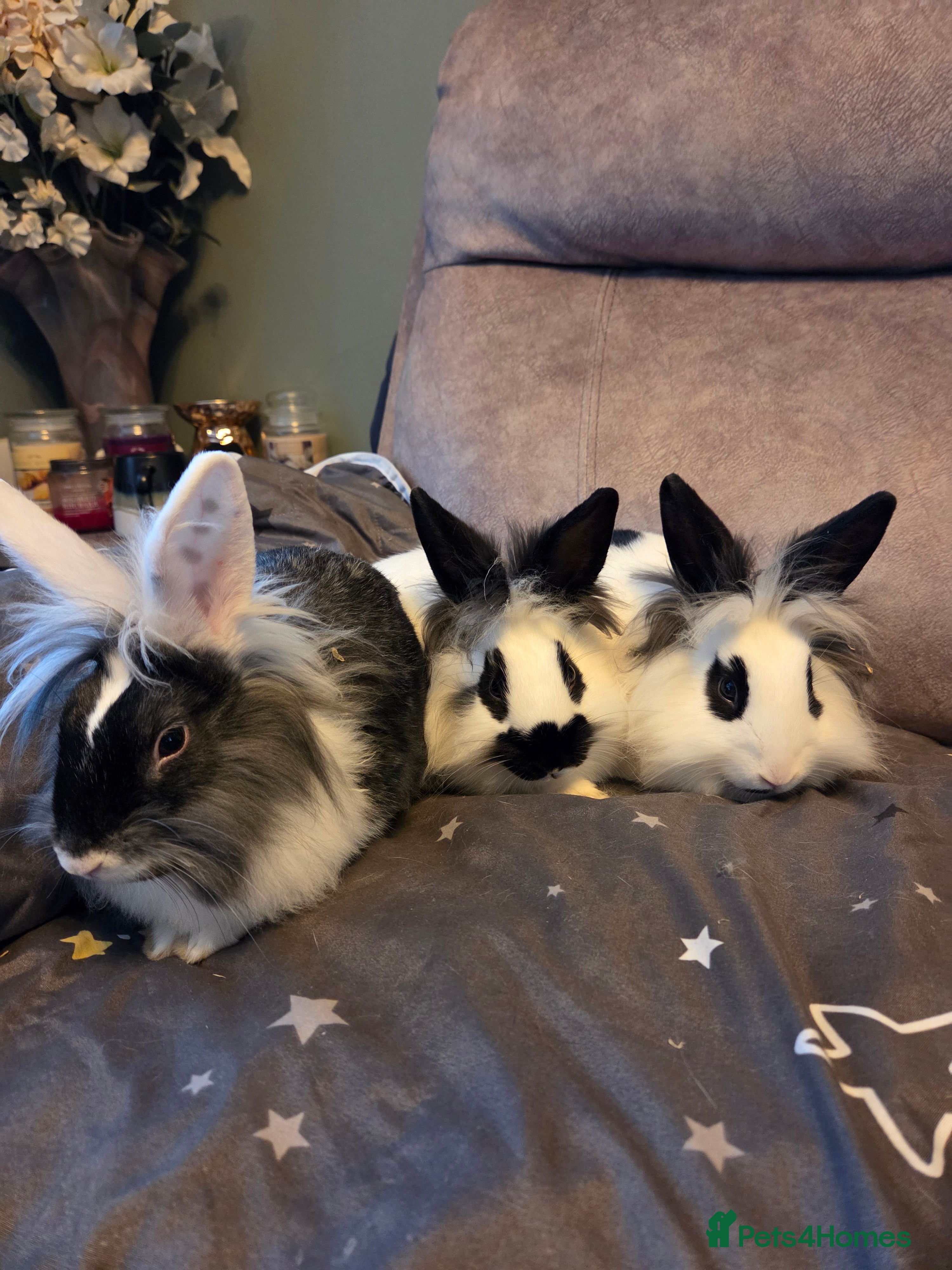 Lionhead rabbits 3 very tame boys left ☆☆ready now - Advert 5