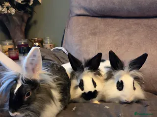 Lionhead rabbits 3 very tame boys left ☆☆ready now - Advert 4