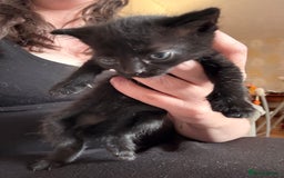 Domestic Shorthair cats for sale: Beautiful female black kittens - Image 3
