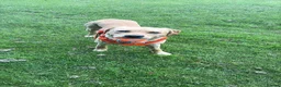Labrador Retriever dogs for sale: 1.5 year old Labrador  - Advert 5