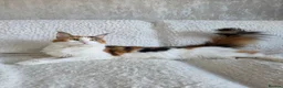 Maine Coon cats for sale: Maine Coon X Kittens in Bolton - Advert 1