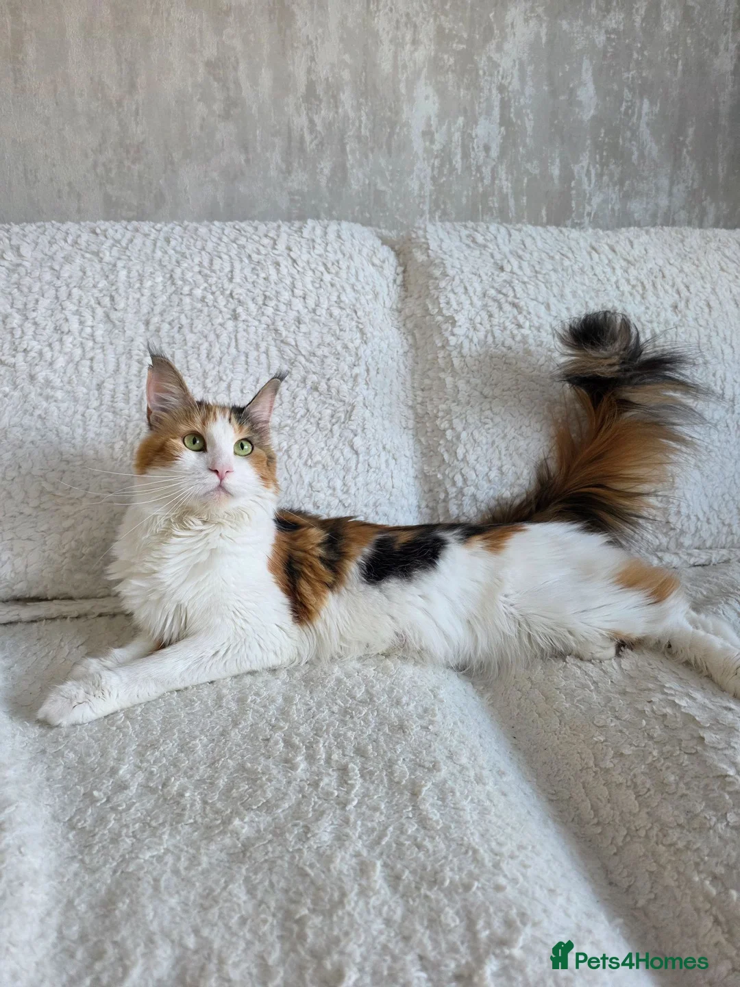Maine Coon cats for sale: Maine Coon X Kittens in Bolton - Advert 1