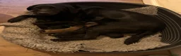 Labrador Retriever dogs for sale: Curious and playful Black Labrador Puppies in Crieff - Advert 11