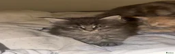 Maine Coon cats for sale: Maine Coon Import European bloodline - Advert 11