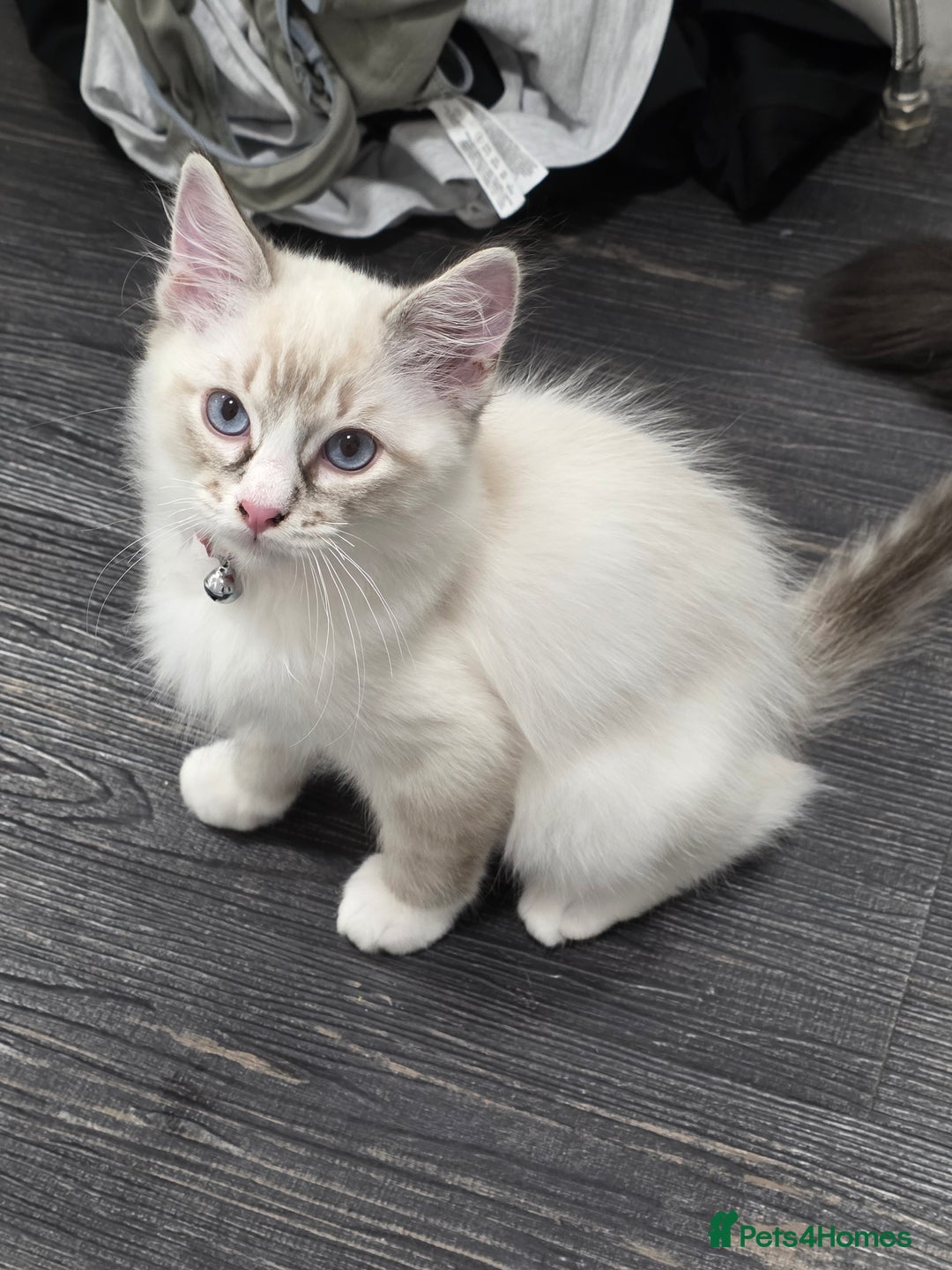 Ragdoll cats for sale: Playful loving boy looking for family home 🏡 - Advert 6