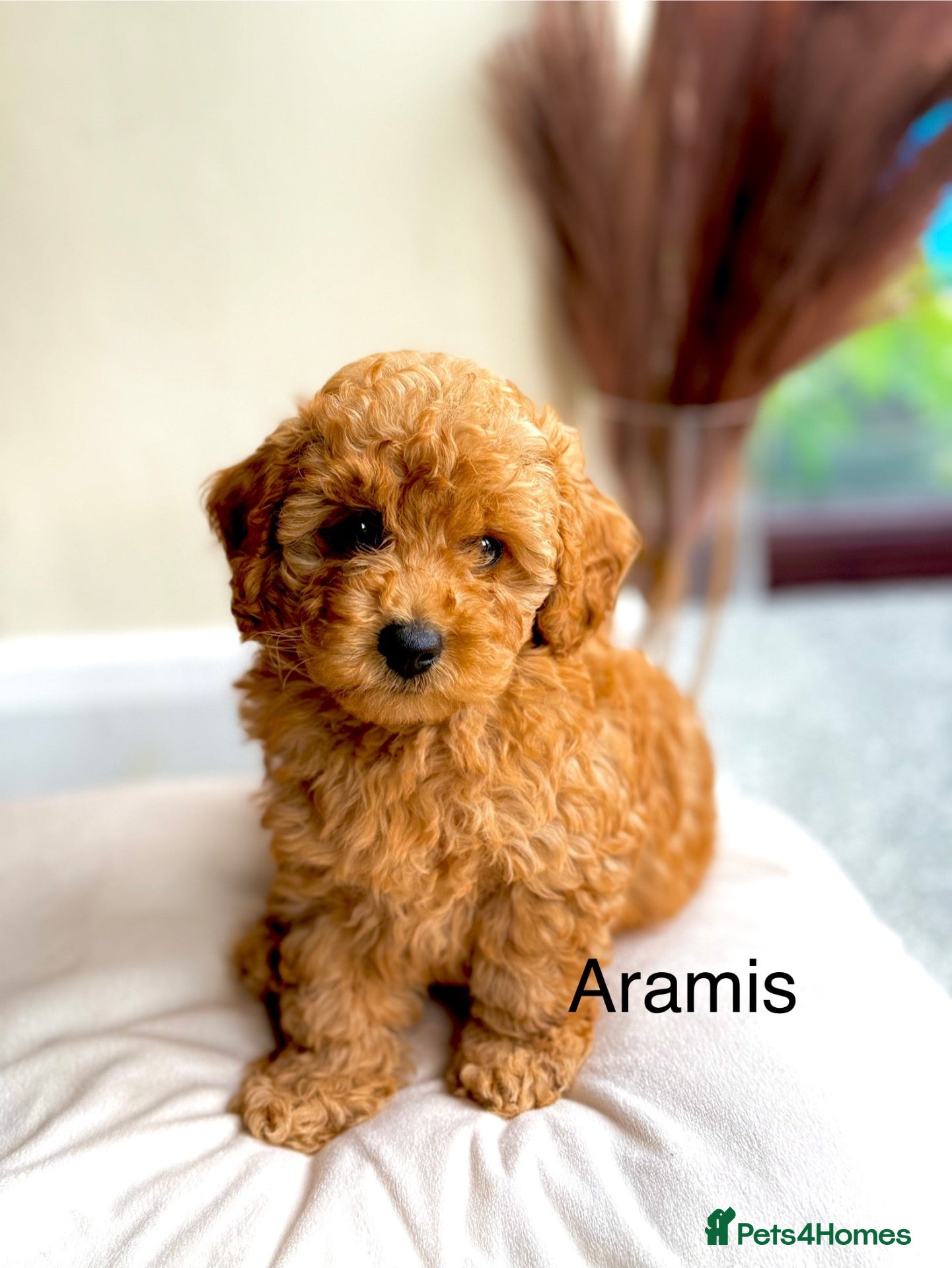 Toy Poodle dogs AVAILABLE NOW/KC registered/DNAclear - Advert 1