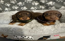 Miniature Dachshund dogs for sale: Miniature dachshunds  - Advert 17