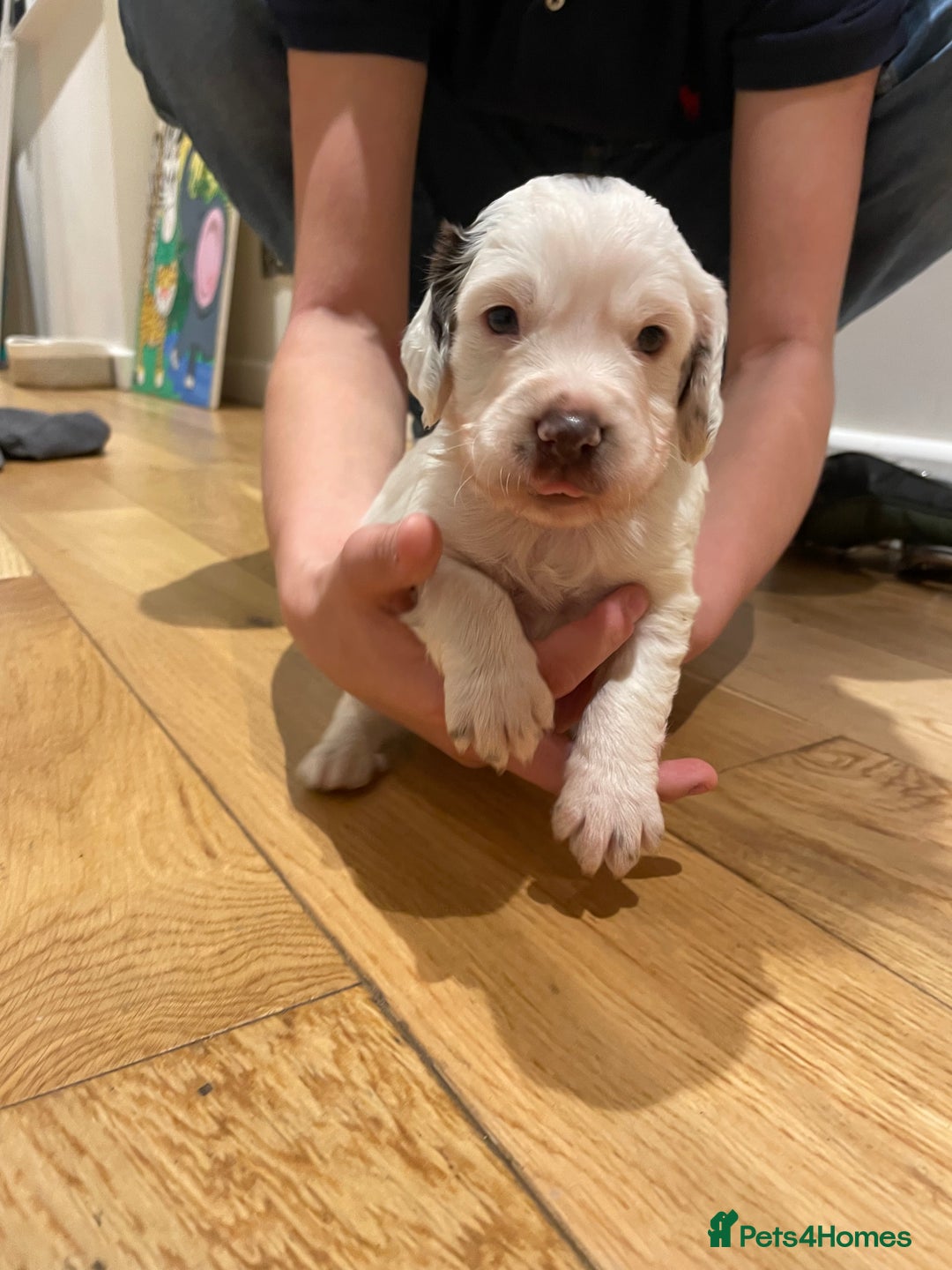 Cocker Spaniel dogs for sale: Working cocker boy exceptional pedigree.  - Advert 6