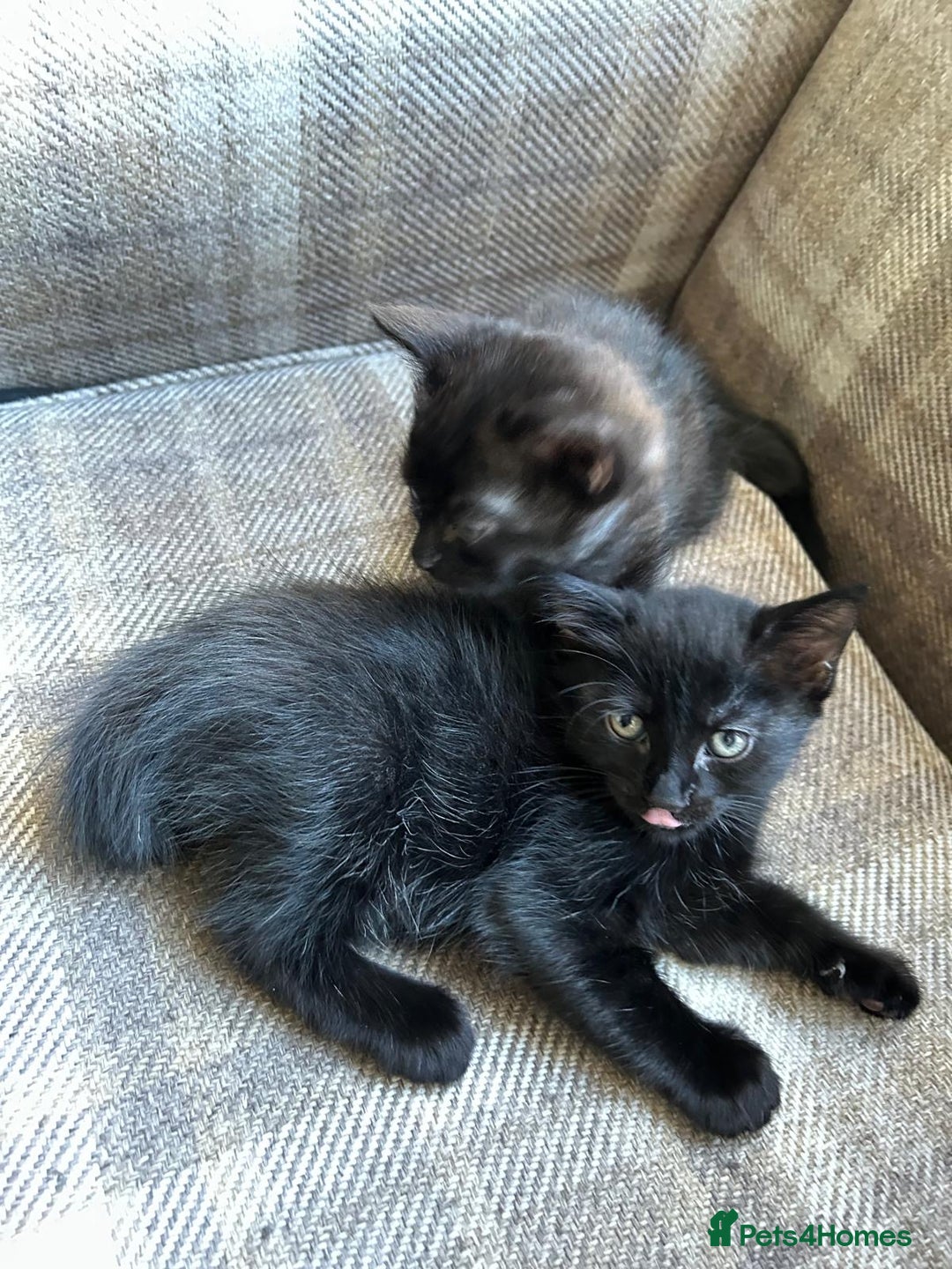 Ragdoll cats for sale:  2half Ragdoll and half domesticshorthair for sale - Advert 13