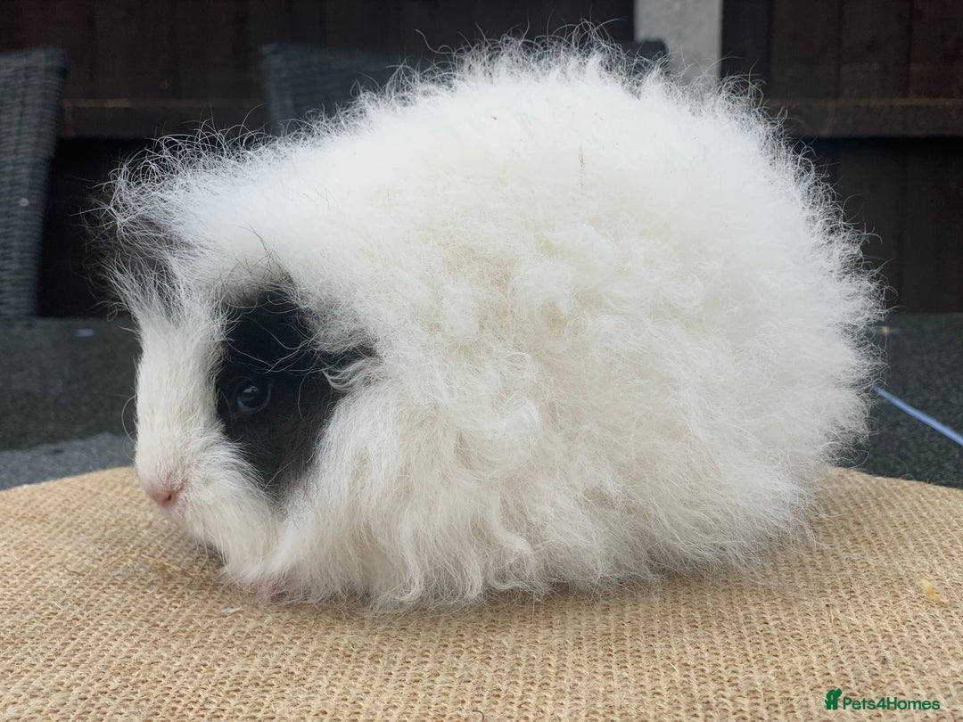 Guinea Pig rodents for sale: Swiss sows and boars  - Image 10