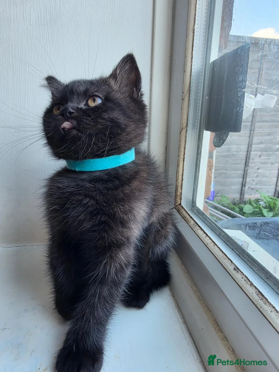 British Shorthair cats for sale: British Shorthair  - Advert 2