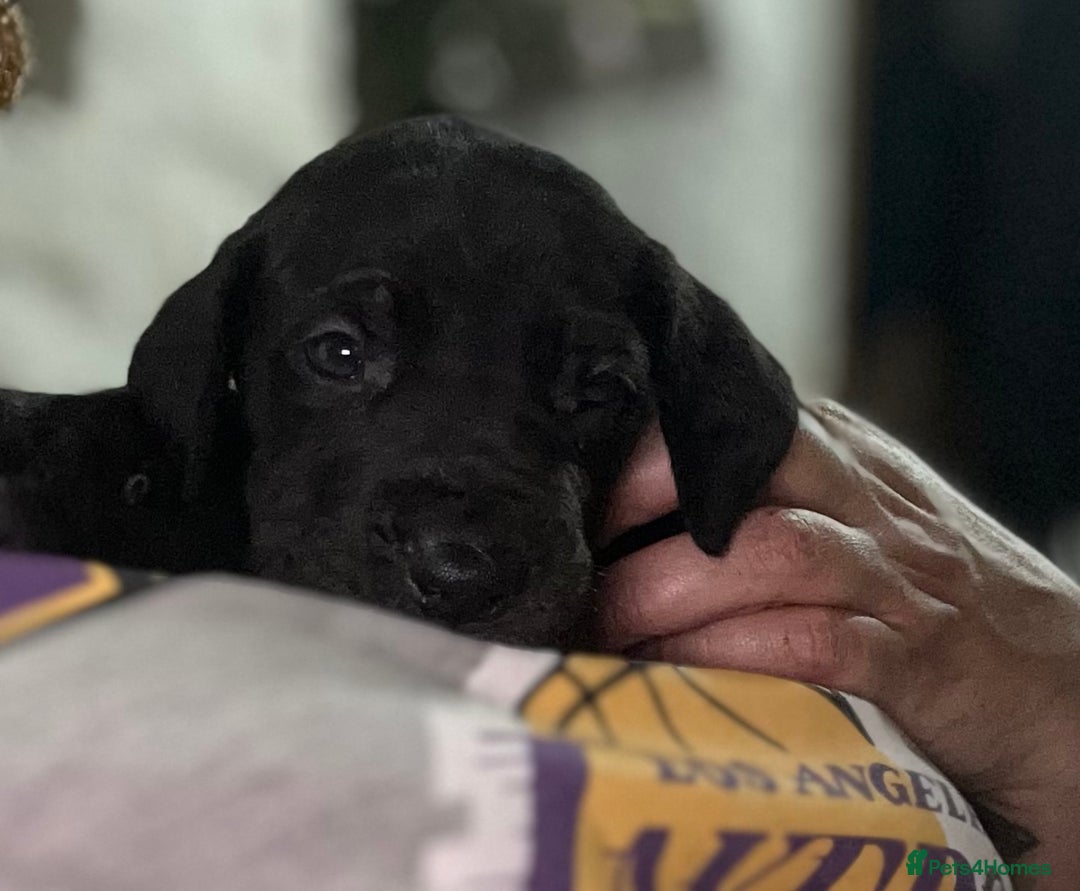 Great Dane dogs for sale: Stunning Great Dane Puppies  - Advert 11