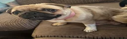 Pug dogs for sale: Pure bred Pug puppies  in Exeter - Advert 15