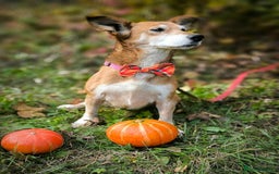 Mixed Breed dogs for adoption: 💖🐶 EVA 🐶💖 - Image 4