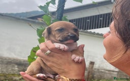 English Setter dogs for adoption: Setter x Pups (Rina's Puppies) - Image 21