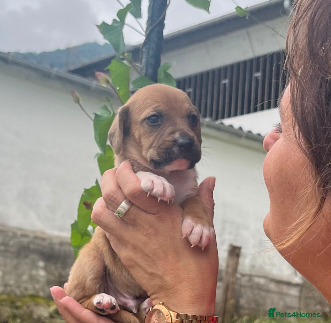 English Setter dogs for adoption: Setter x Pups (Rina's Puppies) - Image 21