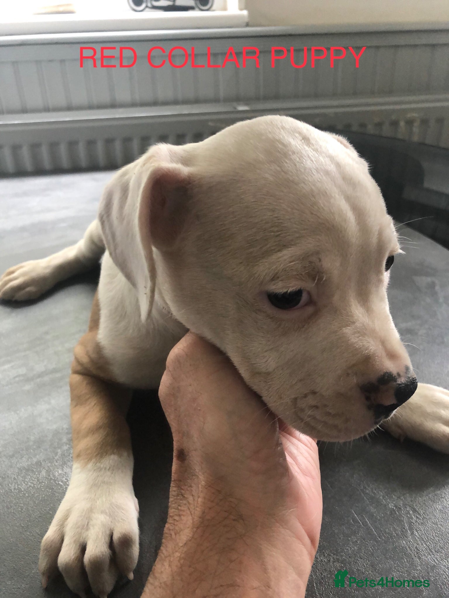 American Bulldog dogs American Bulldog puppies - Advert 3