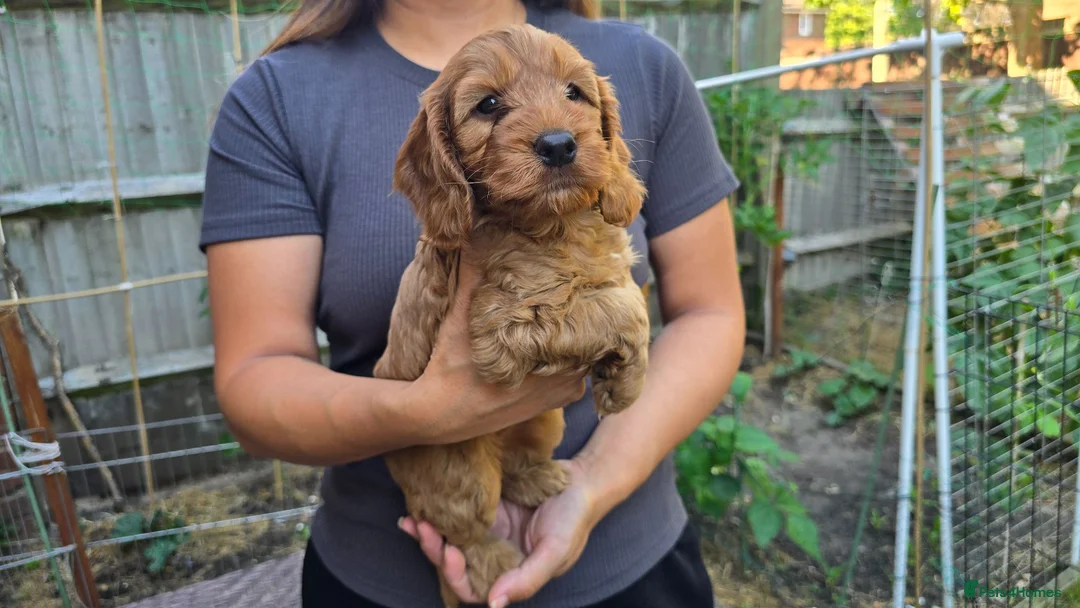 Cockapoo dogs for sale: Cockapoo Puppy Girl Ready Next Week Health Test  - Advert 2