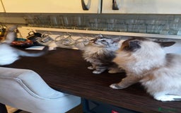 Mixed Breed cats for sale: Beautiful Maine Coon x Ragdoll Kittens Ready  - Advert 1
