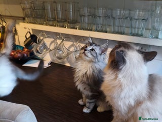 Mixed Breed cats Beautiful Maine Coon x Ragdoll Kittens Ready - Advert 18