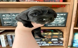 Cocker Spaniel dogs for sale: Beautiful KC Cocker Spaniel Pups - Black - Image 4