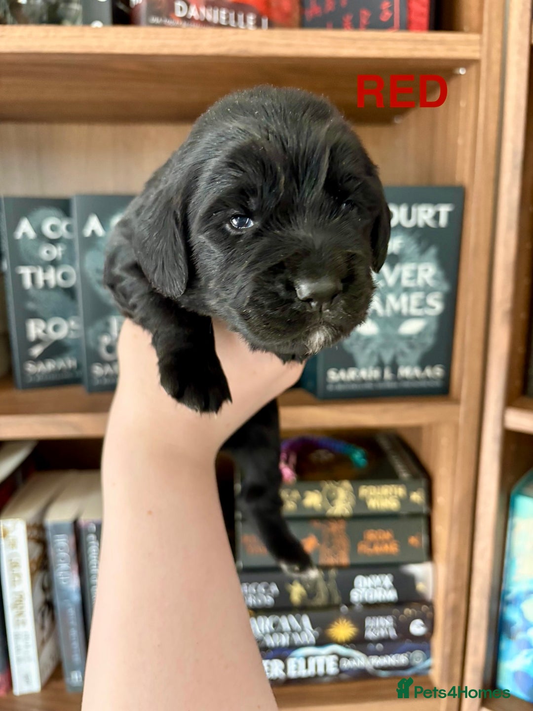 Cocker Spaniel dogs for sale: Beautiful KC Cocker Spaniel Pups - Black - Image 4