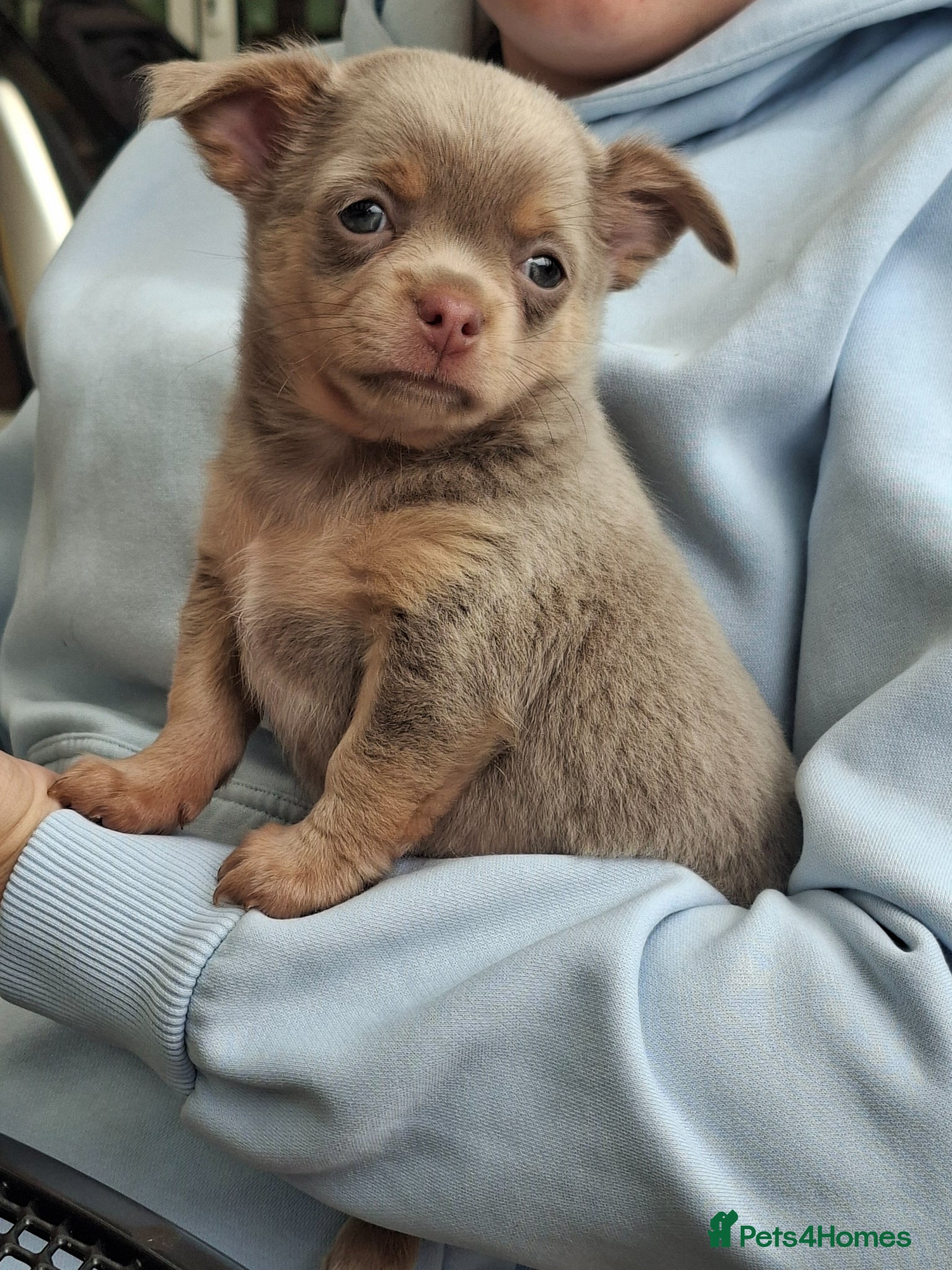 Chihuahua dogs Chihuahua boys - Advert 18