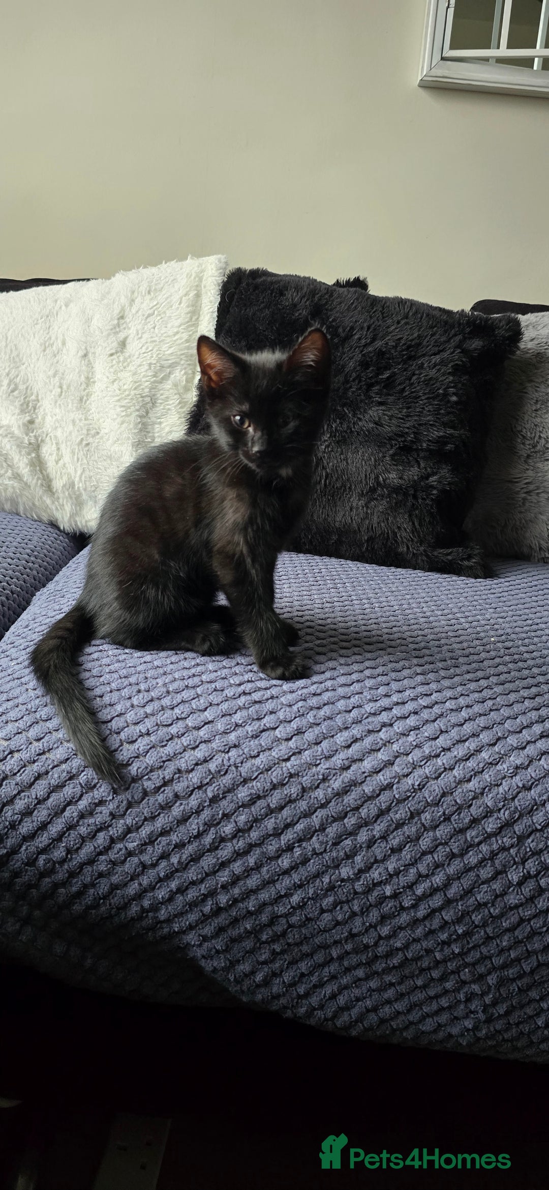 Mixed Breed cats for sale: Three boys looking for forever loving home  - Advert 13