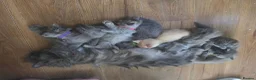 Persian cats for sale: 5 amazing persian kittens ready soon - Advert 7