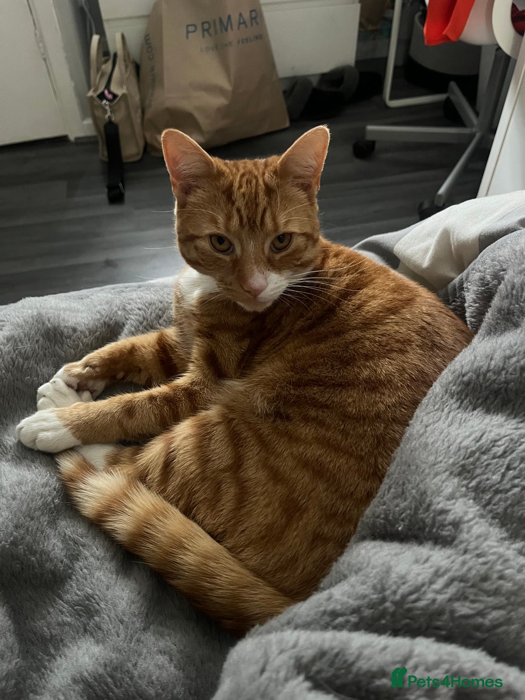 Mixed Breed cats for sale: My Myles  - Image 7