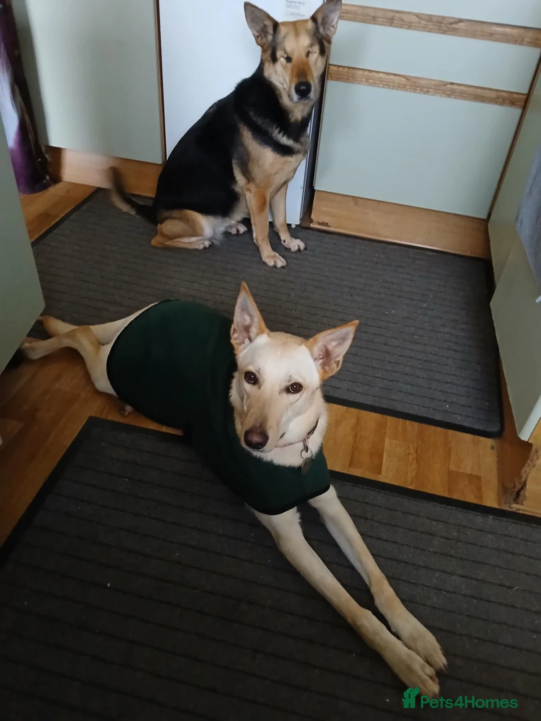 Mixed Breed dogs for adoption: Brooklyn is ready to steal your heart - Advert 1