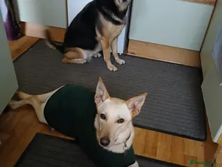 Mixed Breed dogs Brooklyn is ready to steal your heart - Advert 3