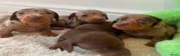 Miniature Dachshund dogs for stud: 27 champions prince Rolo  - Advert 6