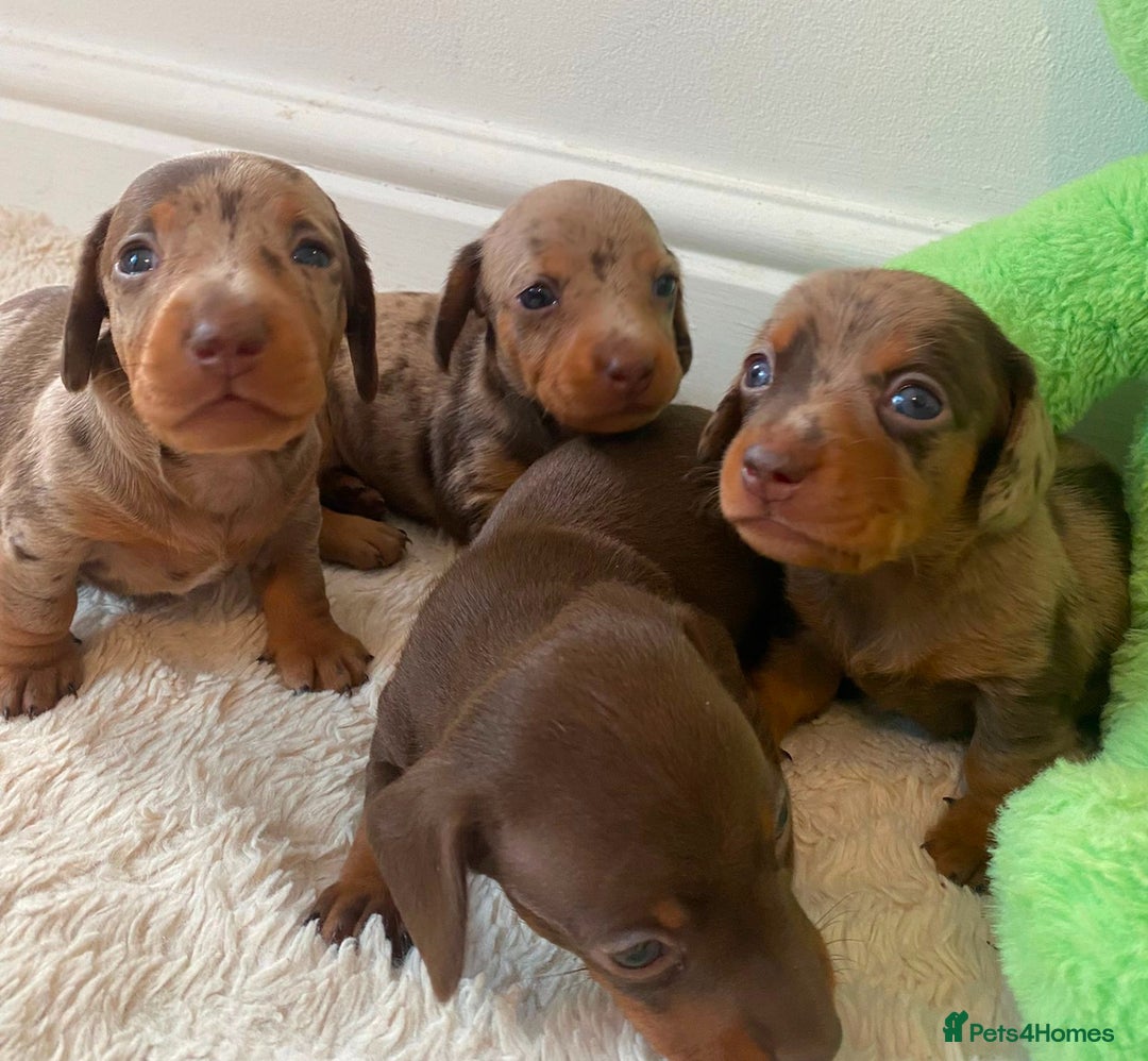 Miniature Dachshund dogs for stud: 27 champions prince Rolo  - Advert 6