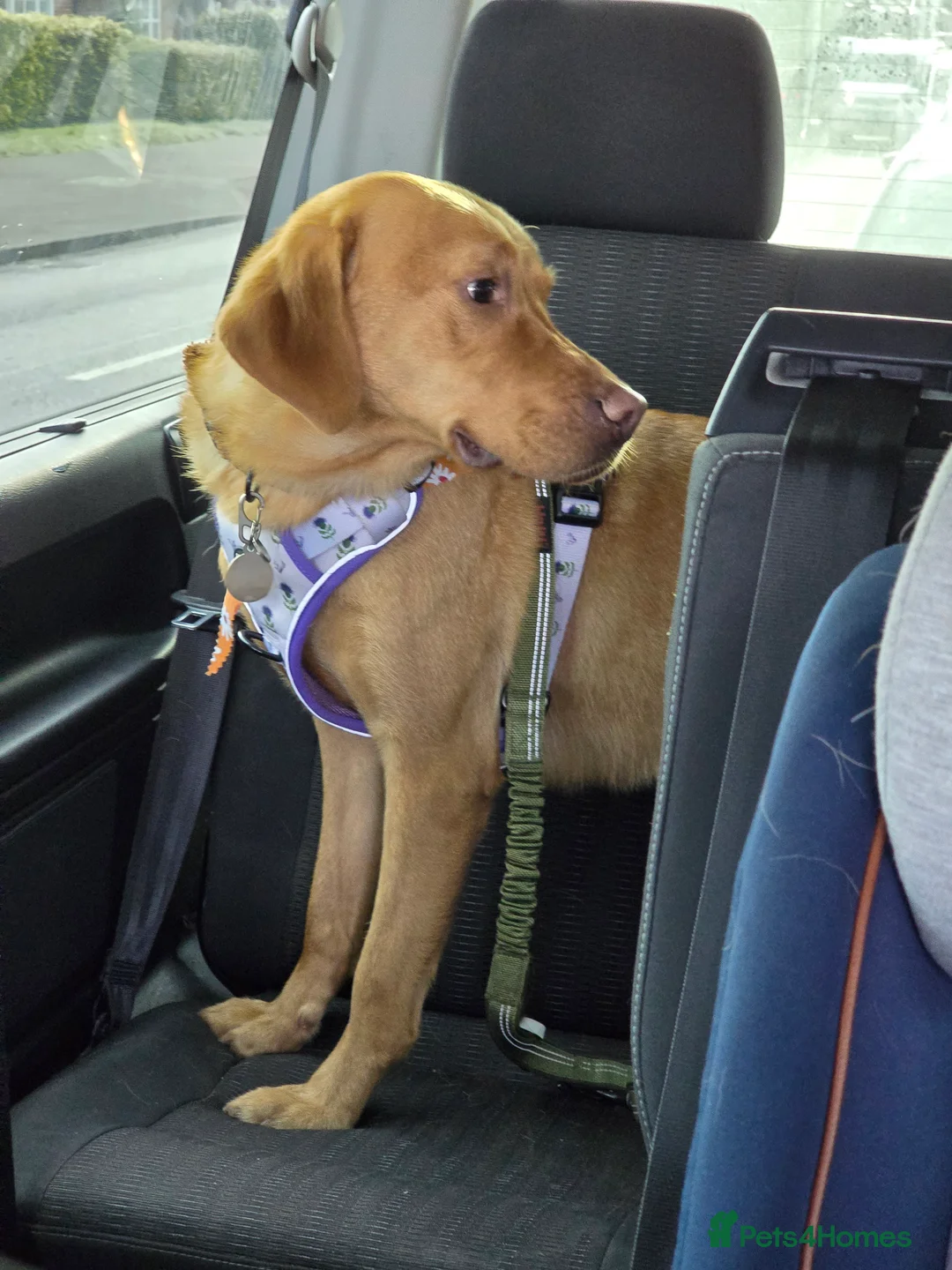 Labrador Retriever dogs for sale: Female fox red labrador for sale - Advert 11