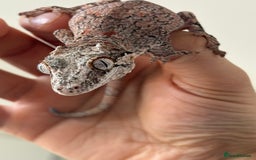 Gecko reptiles for sale: Steve looking for a new home  - Image 4