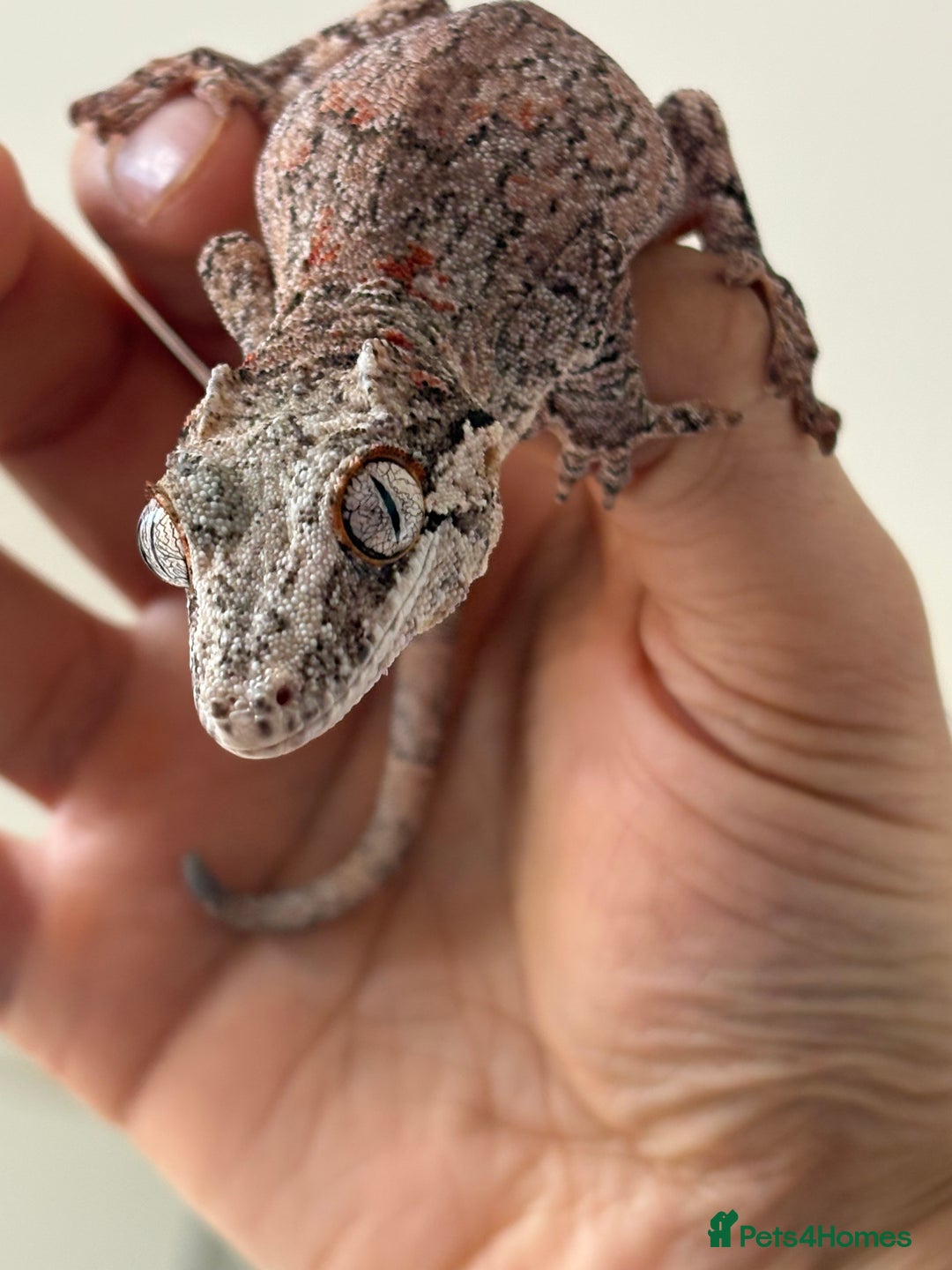 Gecko reptiles for sale: Steve looking for a new home  - Image 4