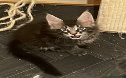 Maine Coon cats for sale: GCCF registered Maine Coon kittens  - Image 21