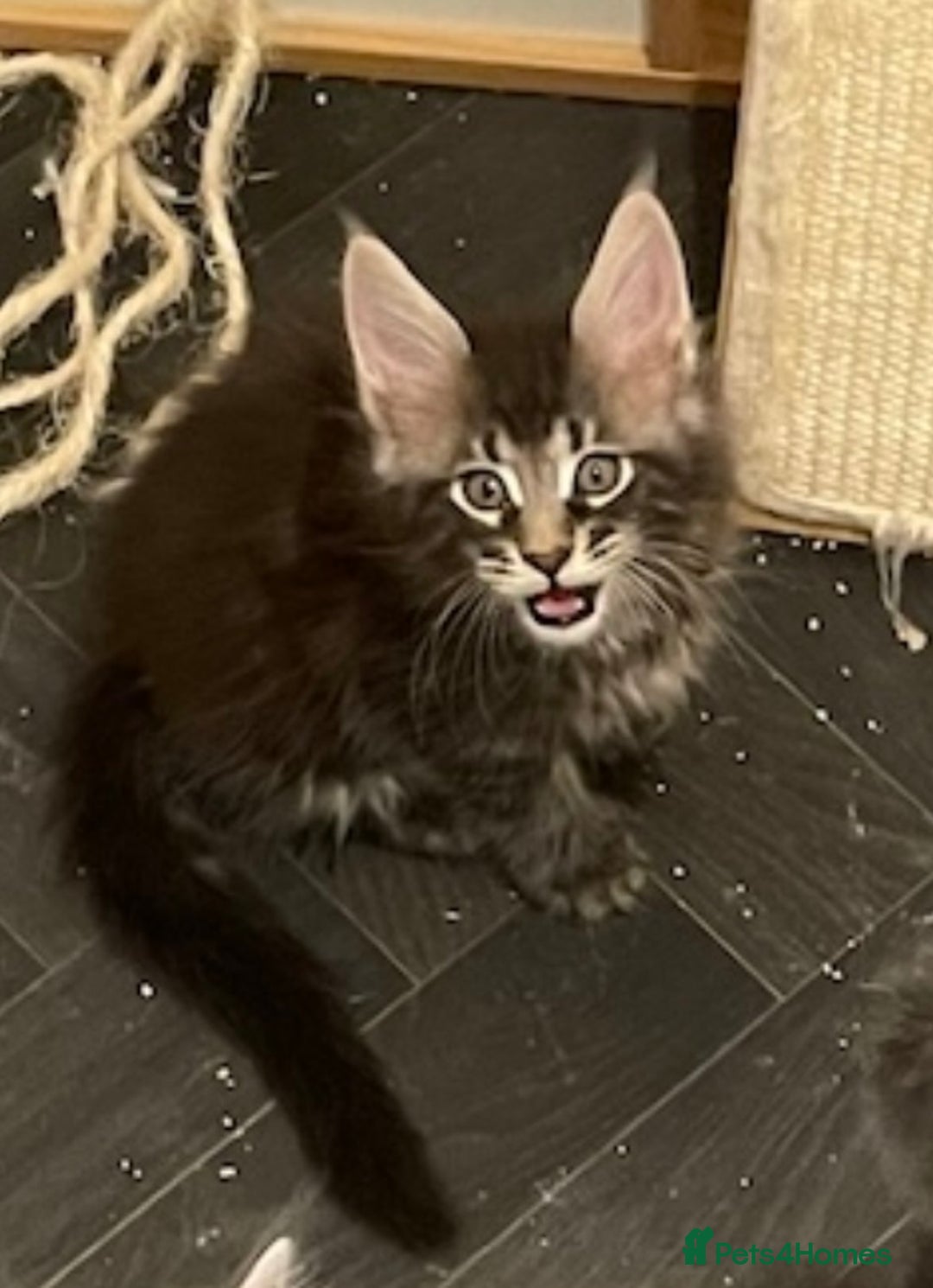 Maine Coon cats for sale: GCCF registered Maine Coon kittens  - Image 21