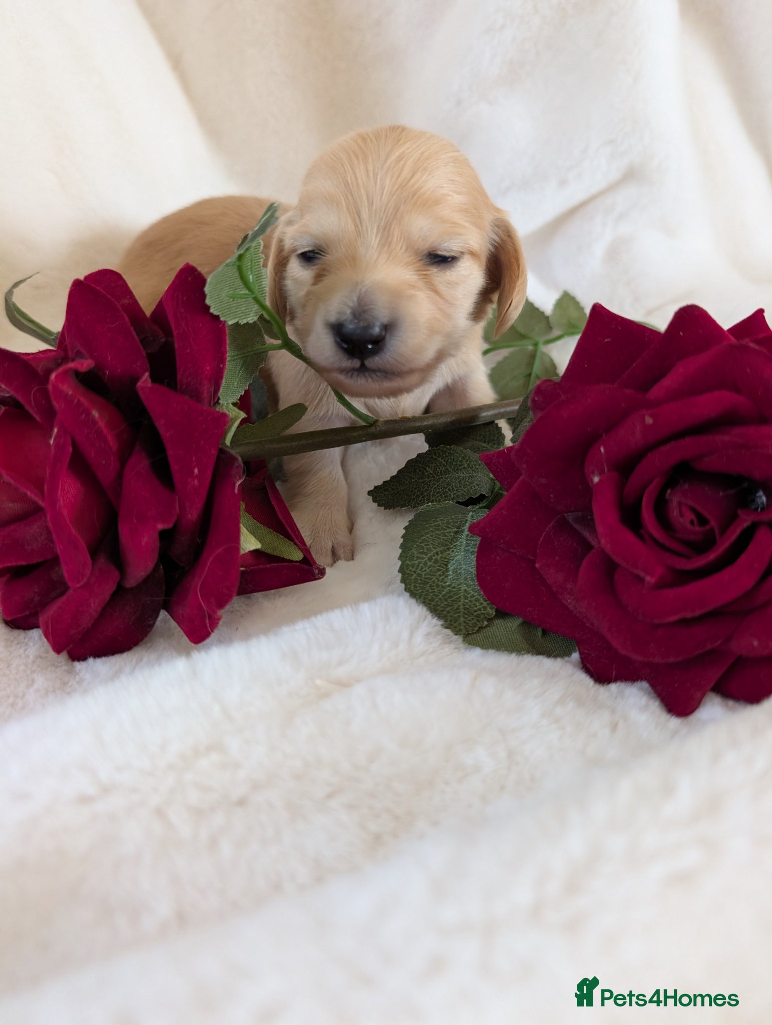 Miniature Dachshund dogs Stunning LH pra clear MD - Advert 6