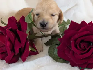 Miniature Dachshund dogs Stunning LH pra clear MD - Advert 6