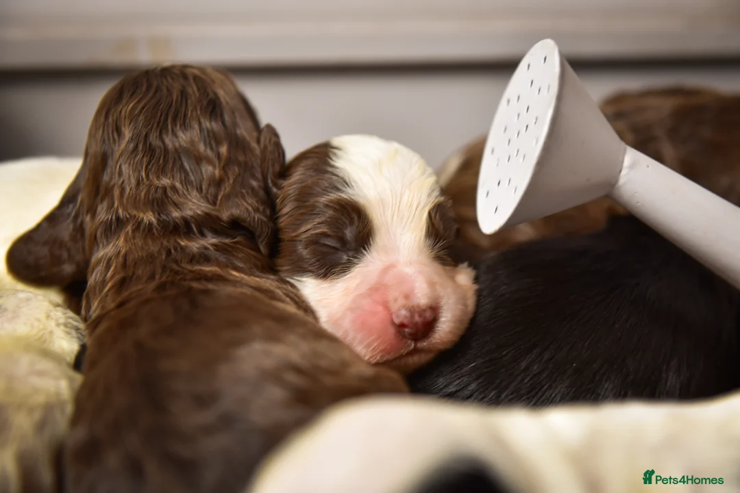 Cocker Spaniel dogs for sale: Beautiful Soft Natured Cocker Spaniels KC Reg - Advert 9