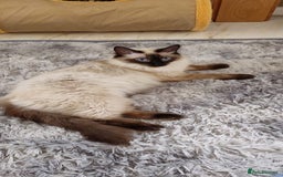Ragdoll cats for sale: Male Ragdoll for sale - Advert 2