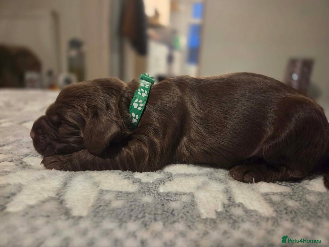 Cocker Spaniel dogs for sale: Working cocker spaniels  - Advert 10