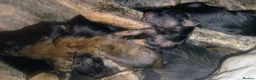 Mixed Breed dogs for sale: Beautiful Pups in Need of Loving and Natural Homes - Advert 7