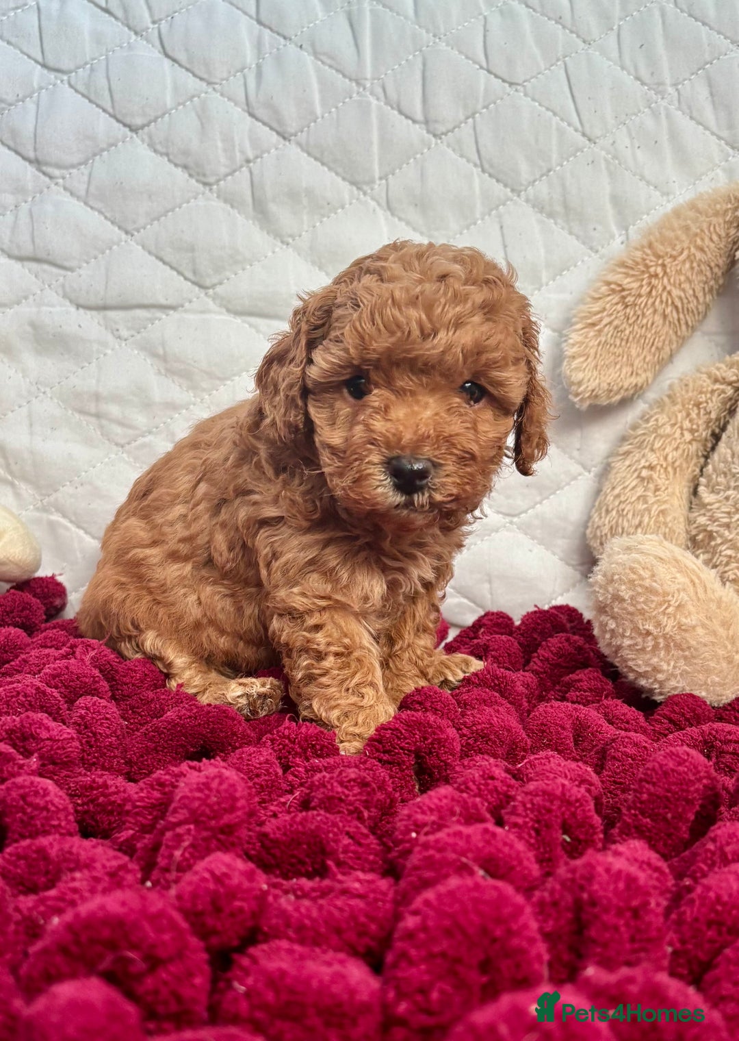 Toy Poodle dogs for sale: KC registered toy poodles - Advert 33