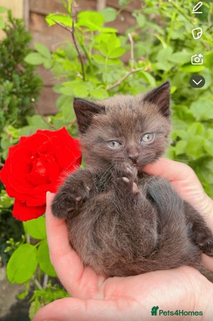 British Longhair cats - Advert 2