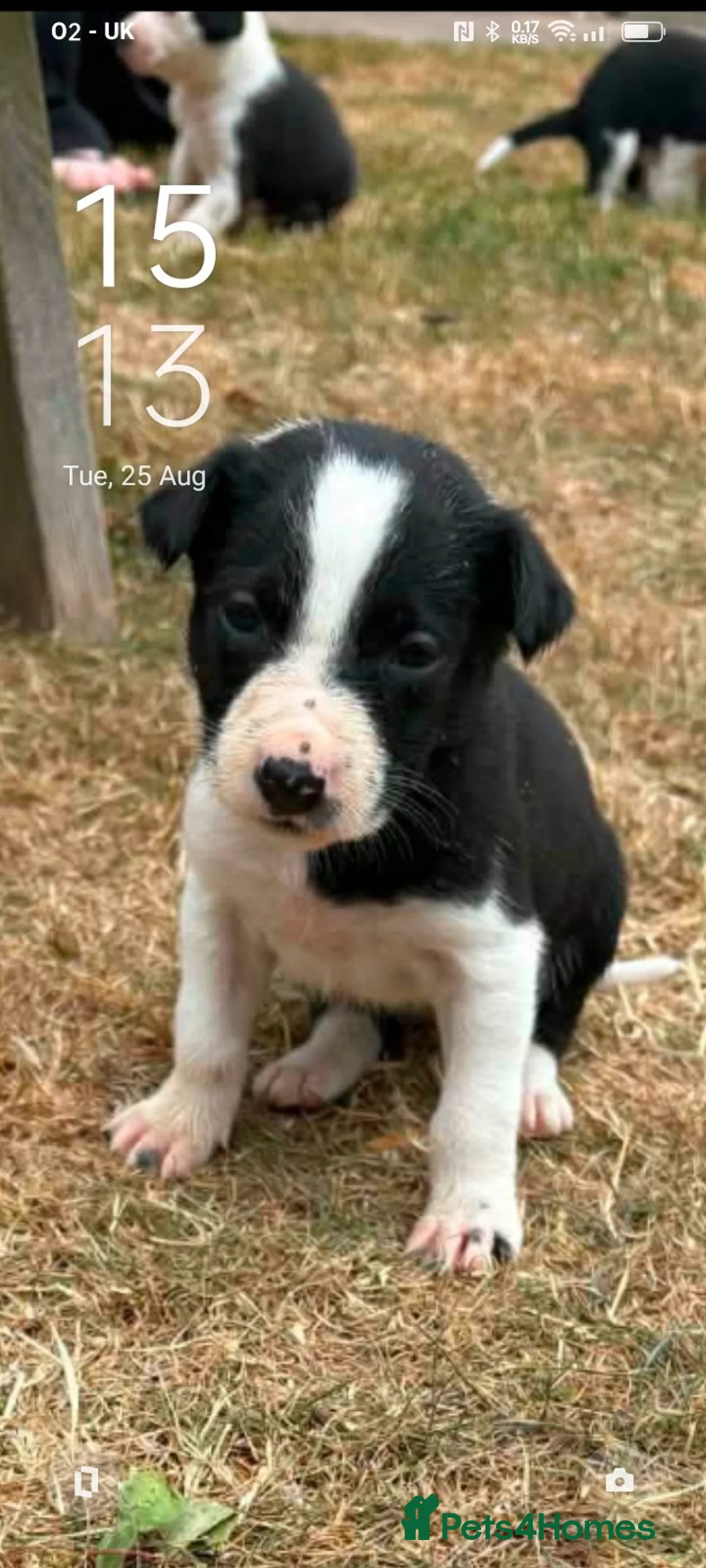 Border Collie dogs for sale: Kevin Smith in Lincoln - Advert 2